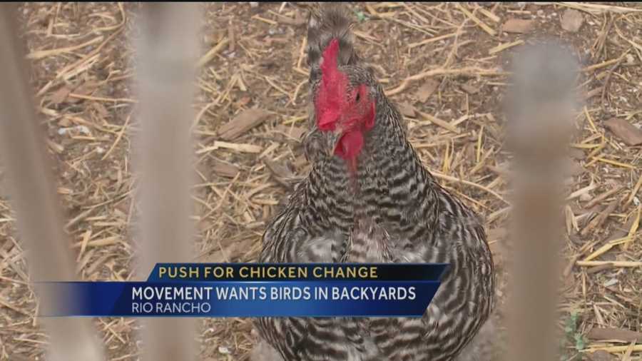 In Albuquerque, a resident can keep up to 15 chickens in their backyard, but that’s not the case in Rio Rancho.