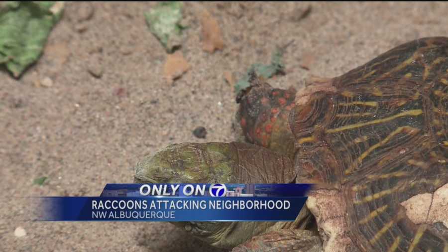 Residents in one Albuquerque neighborhood say there’s a raccoon problem after finding turtles with missing limbs.