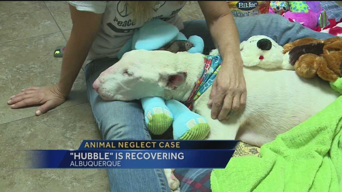 Las Vegas plans to crack down on animal neglect Las Vegas plans to crack down on animal neglect