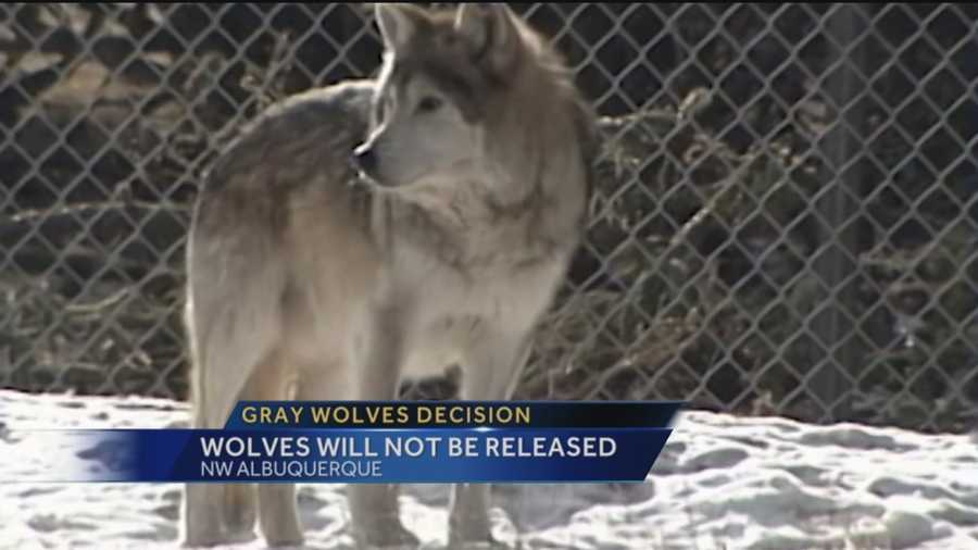 The federal government is back to square one tonight after its plan to release more gray wolves into the Gila national forest to help boost population numbers was rejected.