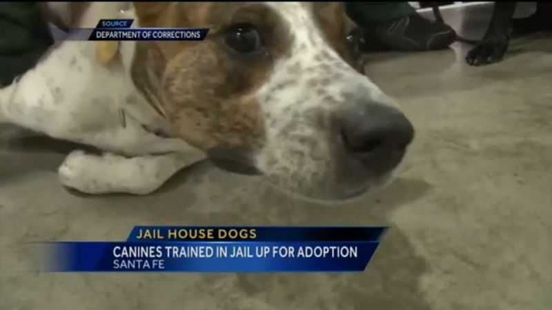 For the first time, the Department of Corrections will be adopting out dogs raised by inmates.
