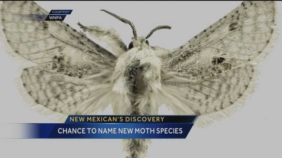 A New Mexico man discovered a new species of moth and now he wants to give you the chance to name it.