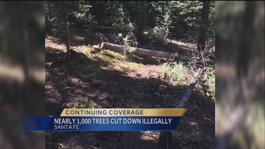 We told you about people illegally cutting down trees in the Santa Fe national forest, now even more trails have been found bringing the total to a thousand trees.