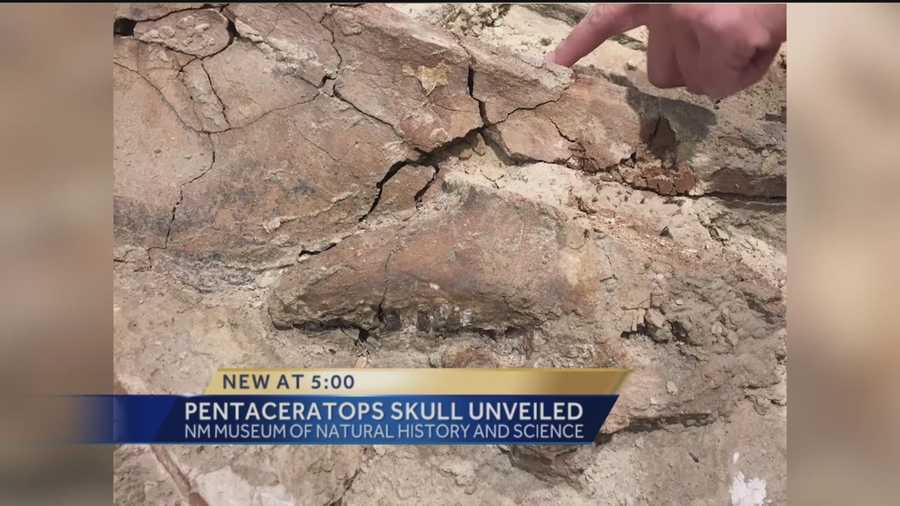 The only known baby pentaceratops fossil is now on display in Albuquerque.