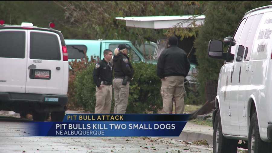 A dog owner is facing more than 30 charges after a deadly attack.