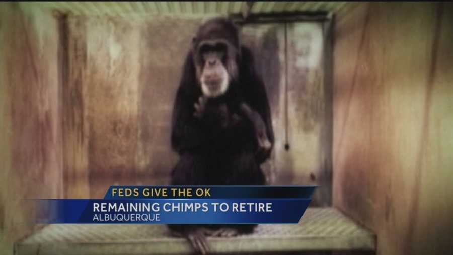 The last of the Alamogordo chimpanzees in a lab will be retired and Animal Protection of New Mexico is celebrating.
