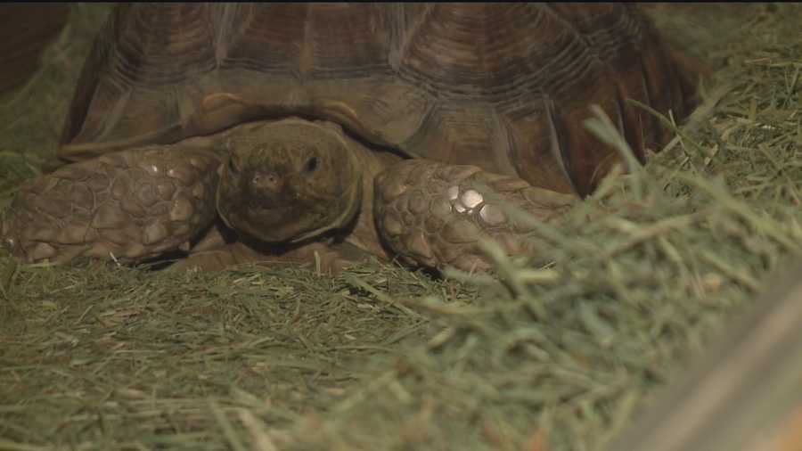An Albuquerque homeowner has been reunited with his 10-year-old tortoise after it was stolen during a violent Sunday night home invasion.