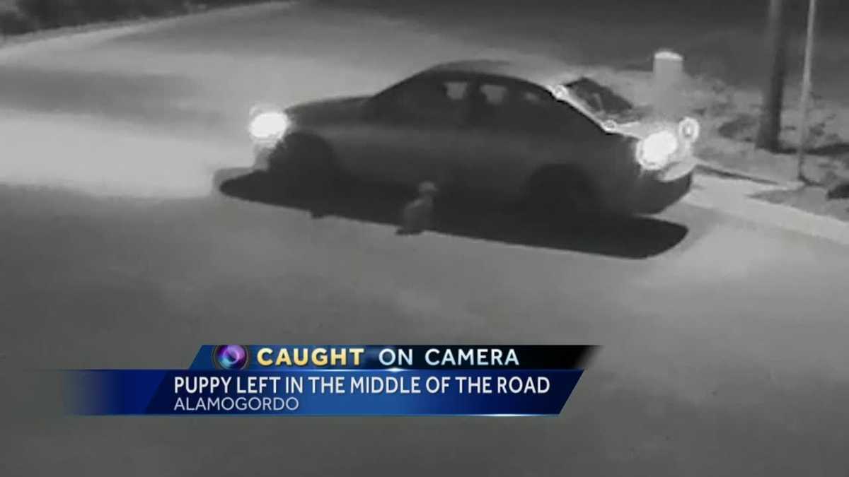 Police searching for person who abandoned dog