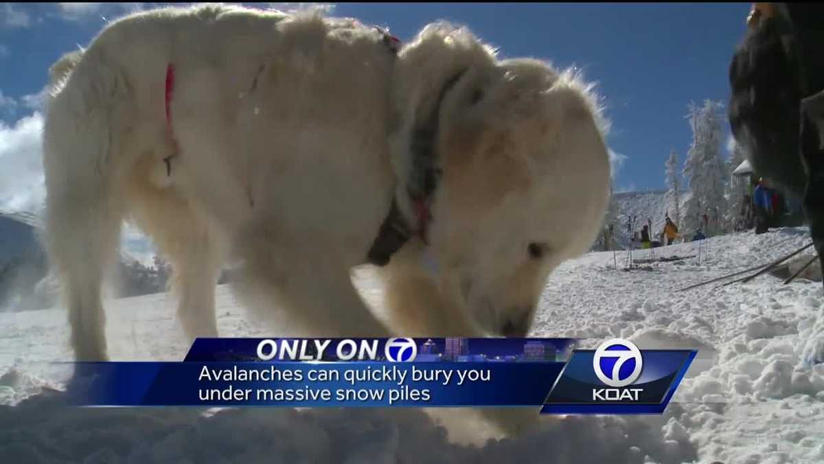 Taos avalanche dogs always ready