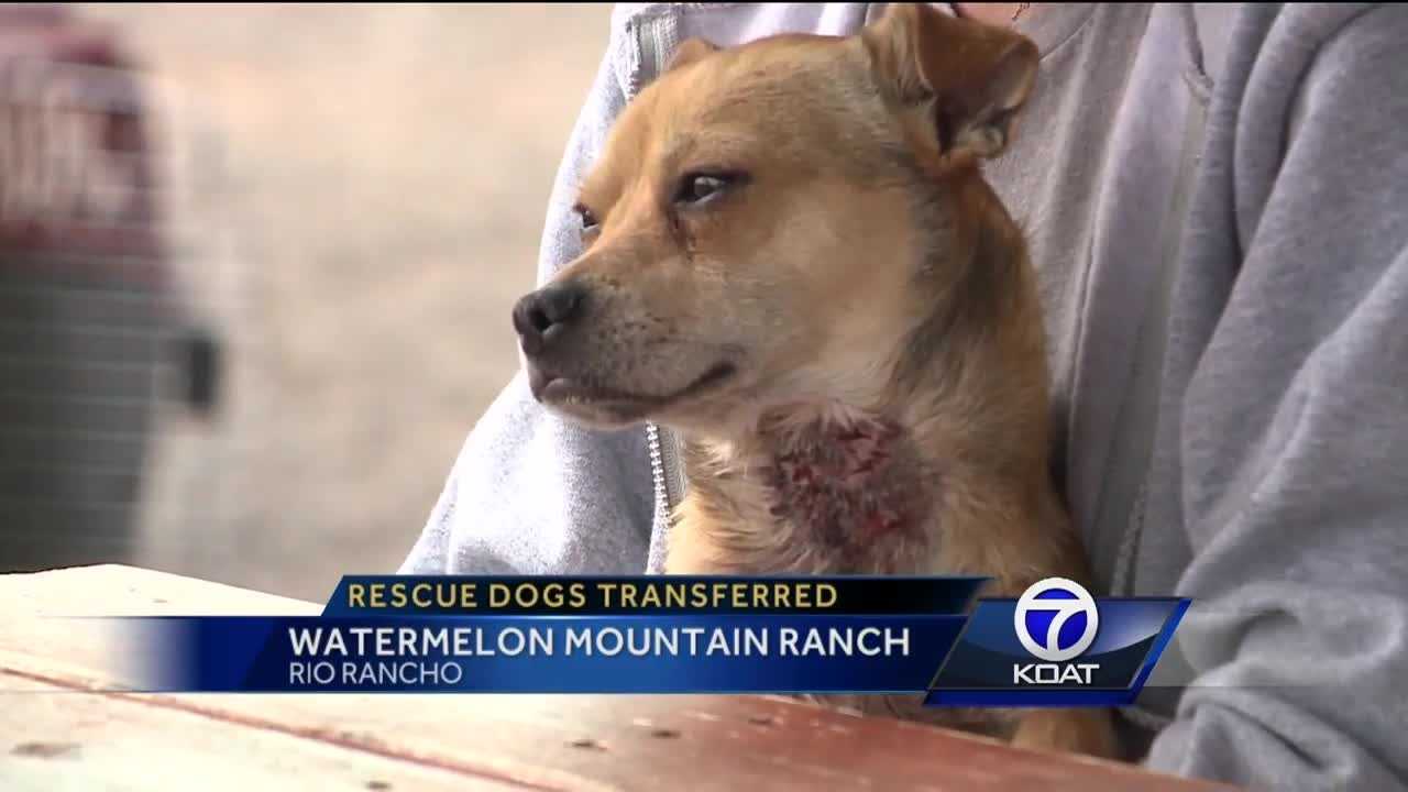 Watermelon sales ranch dogs