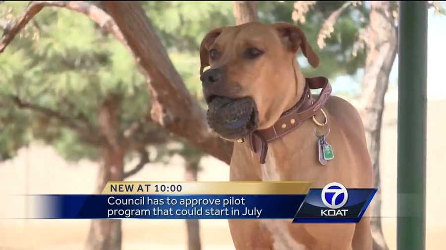 An Albuquerque city councilor wants domesticated pets allowed on city buses so low-income riders can get their furry friends to veterinary appointments.