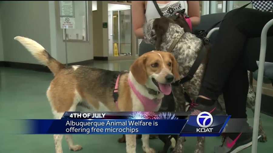 Every 4th of July Animal Welfare says the end up with dozens of stray dogs and cats in their shelters. Many who ran off after holiday fireworks.
