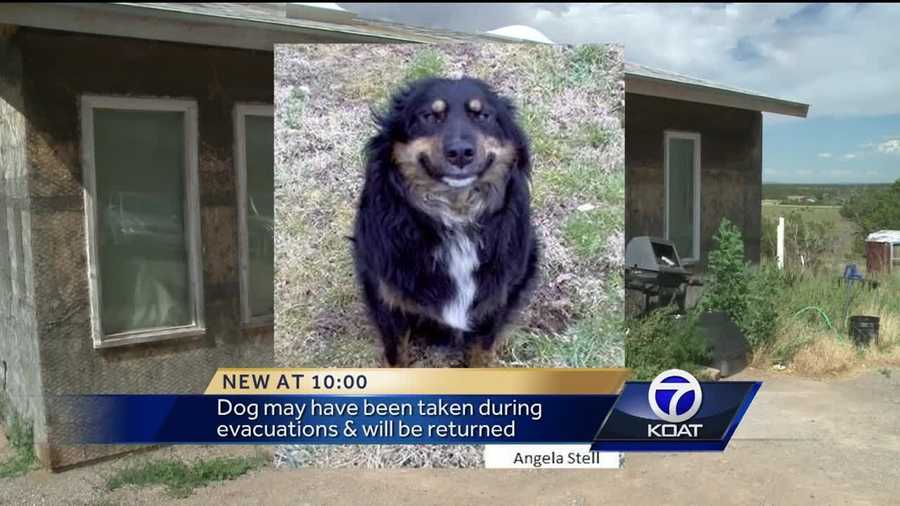 A man fears someone stole his dog, Smiley, after the Dog Head Fire.