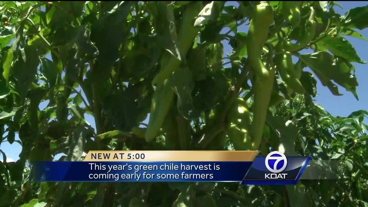 Green Chile harvest begins early