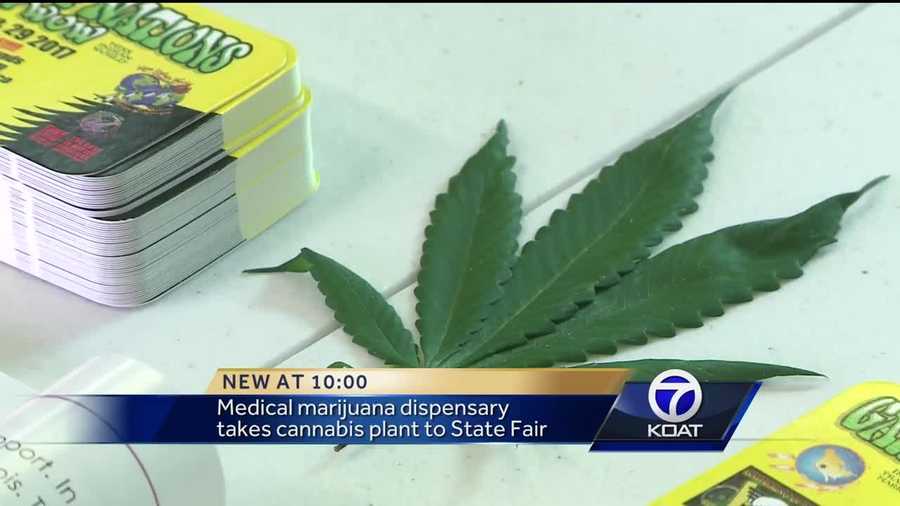 Medical marijuana dispensary takes cannabis plant to State Fair.