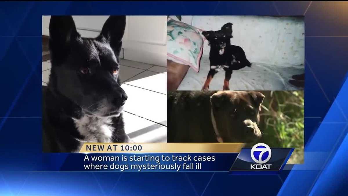 Local woman tries to map dog deaths