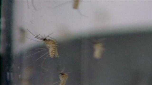 Wednesday Oklahoma City leaders hope to find the best way to protect the city from West Nile.
