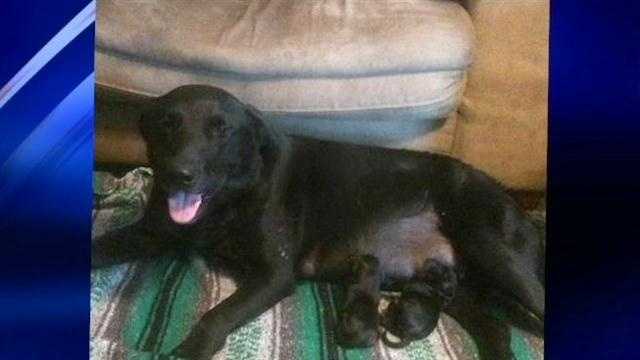 No animal cruelty charges to be filed in Rogers County dog's death