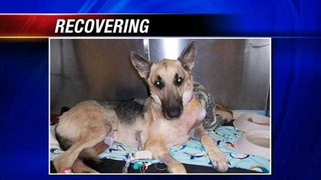A German Shepherd thrown off a bridge is recovering after surgery. Rookie's new owner says that he tried to walk for the first time on his repaired leg this morning. There is a $7,500 reward to find the person responsible.