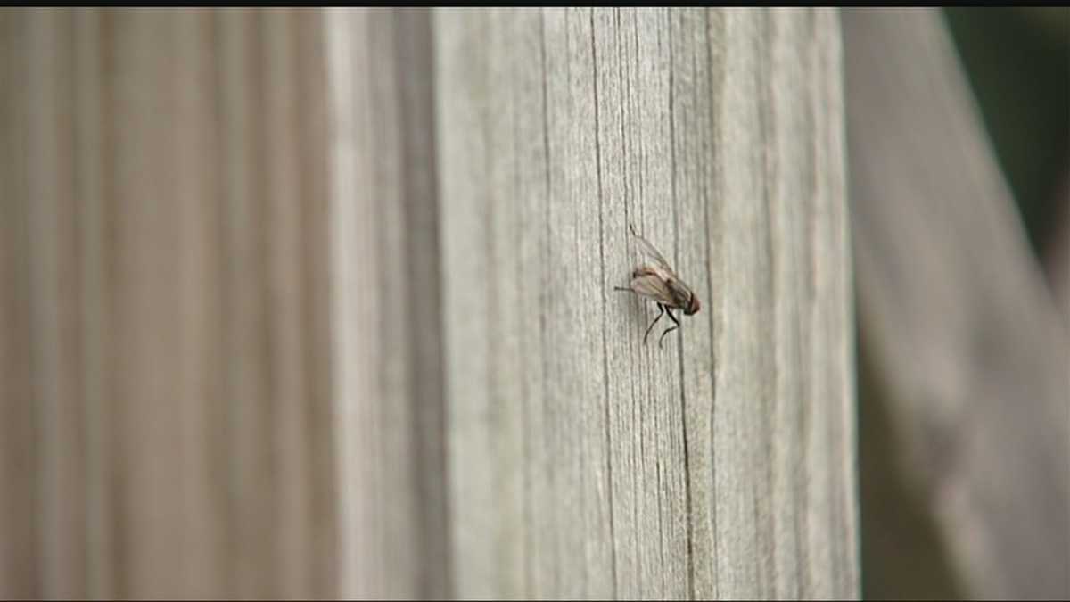 Flies abundant in Oklahoma due to heavy rains, moisture
