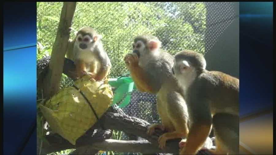 Monkeys at OKC Zoo get a treat