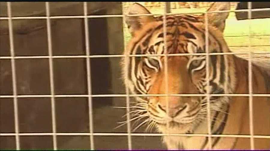 Exotic animal park worker survives tiger attack
