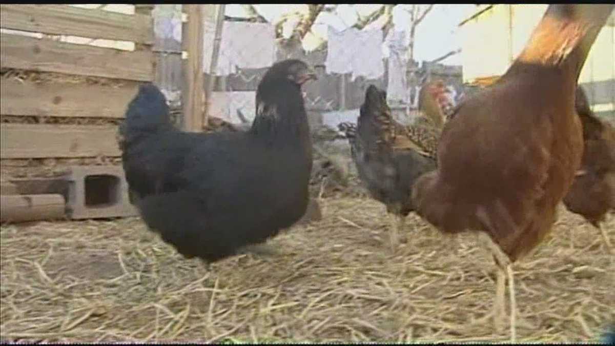 City Council reestablishes ban on urban chickens in Oklahoma City