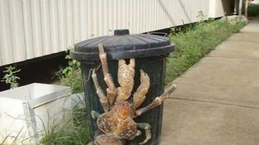 Photos: Some of the planet's weirdest animals Photos: Some of the planet's weirdest animals