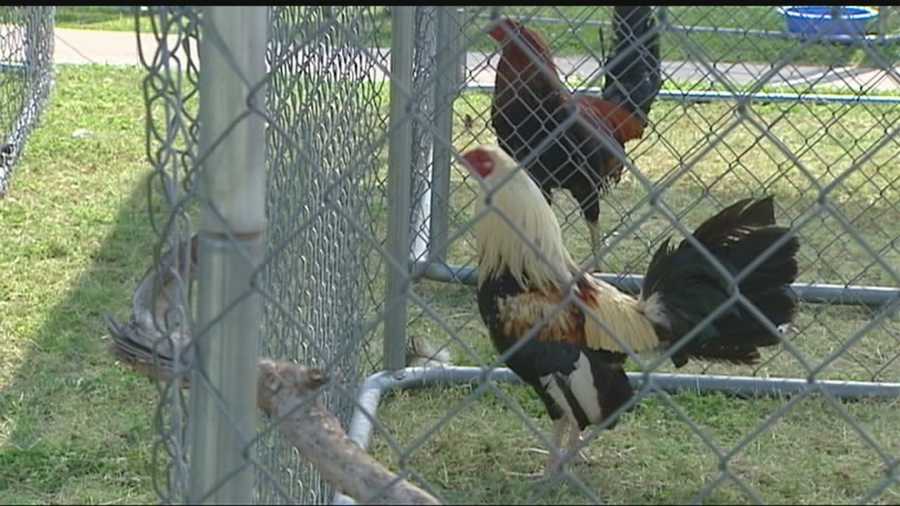 Oklahoma City police are searching for people who could be responsible for an illegal chicken fighting ring.