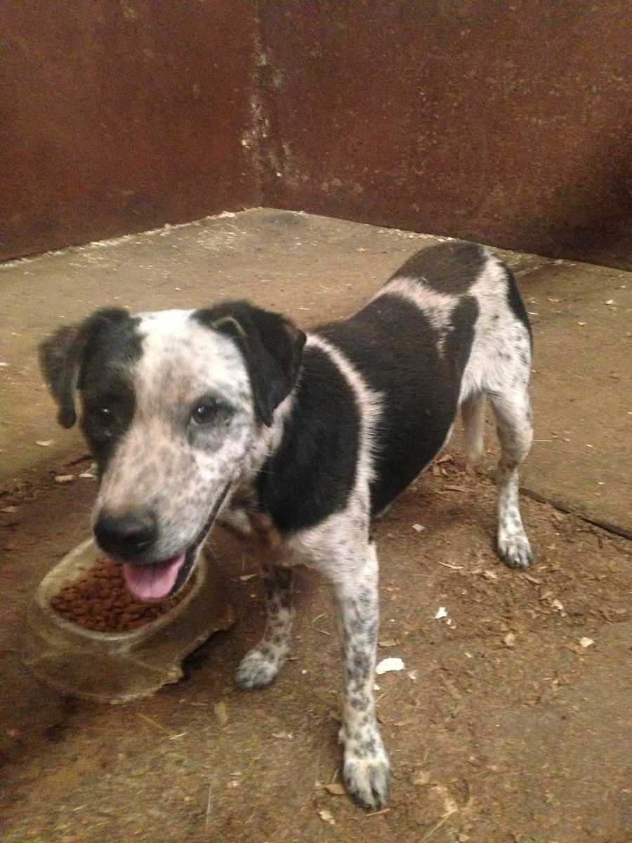 Sheriff's office rescues abandoned dogs from home in Luther