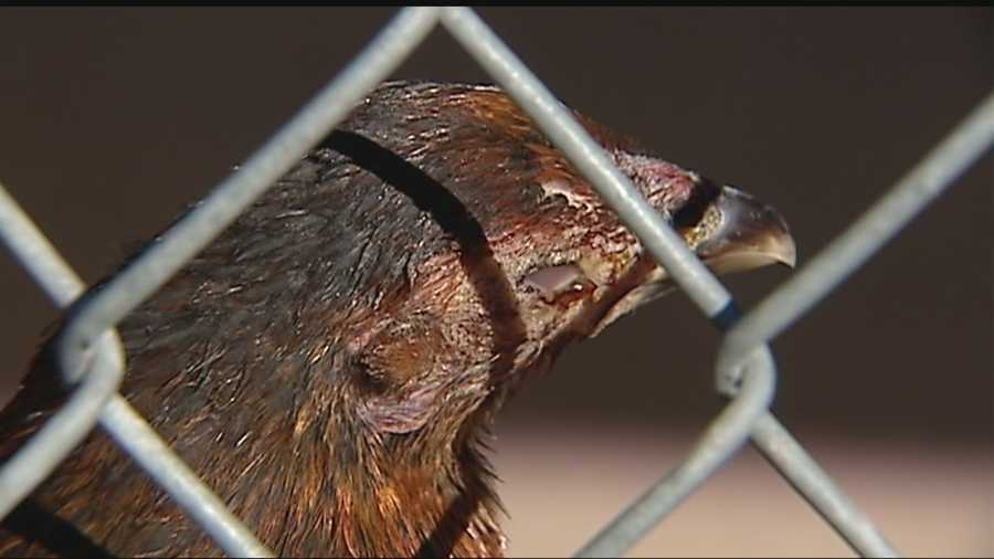 A possible cockfighting ring was broken up in Oklahoma City after hundreds of chickens were rounded up. Many of the chickens were put down due to their injuries.
