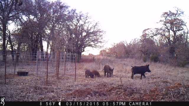 Feral swine pictured are less than 1/3 of a mile from a metro area high school on March 15, 2015. 