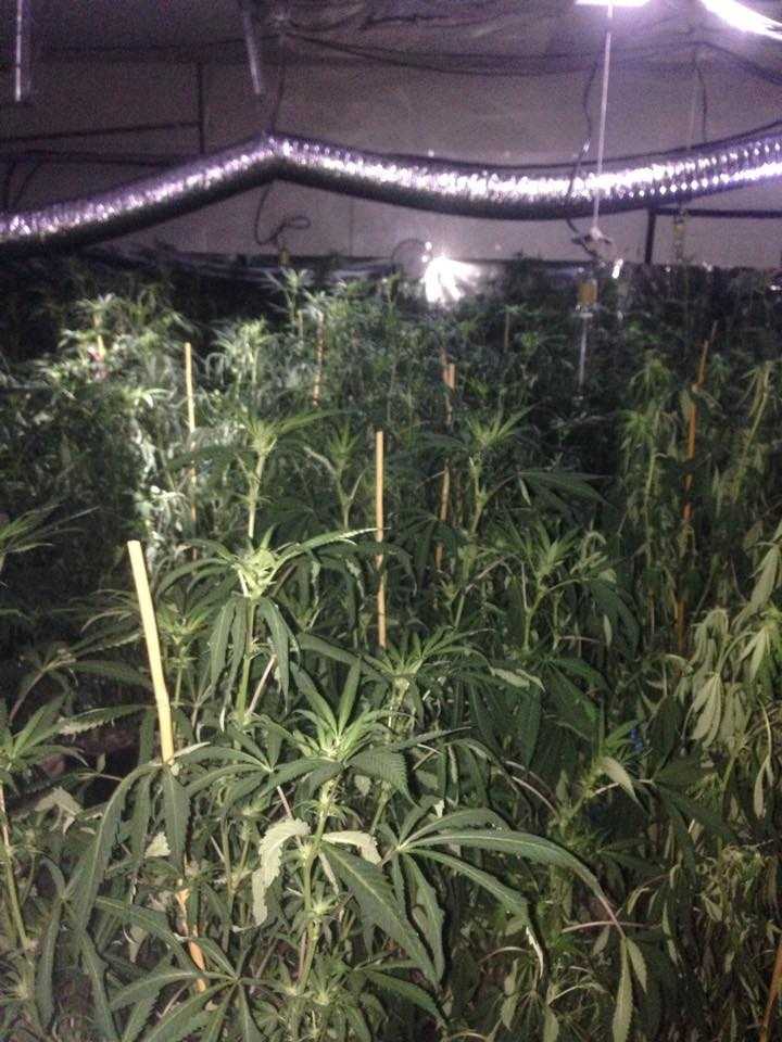 PHOTOS Edmond police find massive marijuana grow in neighborhood