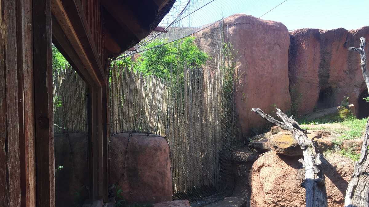 Oklahoma City Zoo evaluating tiger habitat