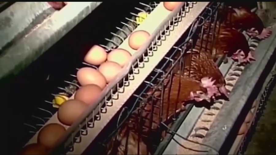 The avian flu is causing an egg shortage that is impacting grocery stores and fast food restaurants that serve eggs with their breakfast foods.