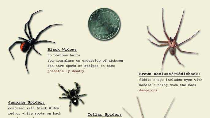 Spider Identification