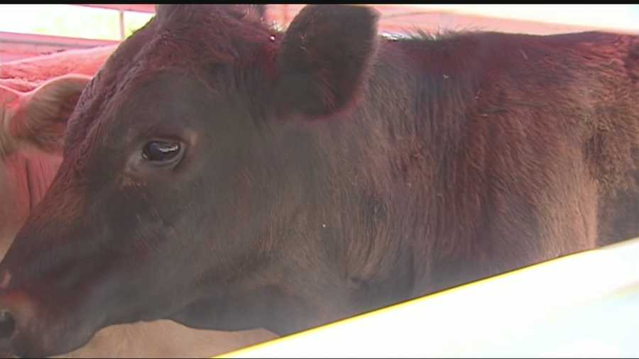 The Oklahoma Highway Patrol is still investigating an accident that set free many cattle on an Oklahoma highway.