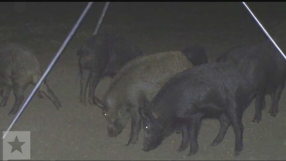 Gov. Mary Fallin vetoes Oklahoma feral hog hunting bill