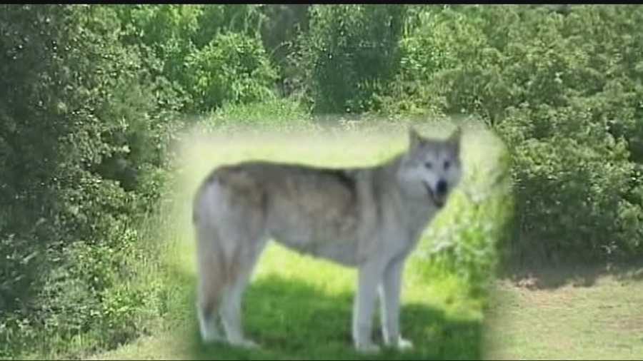 The animal, which could be a wolf or dog, is drawing a lot of attention in Choctaw.