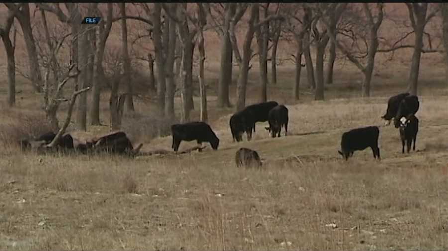 At least 60 head of cattle are missing from the same area in Oklahoma. Now special rangers are working to track down the thieves.