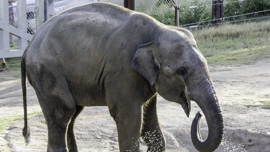 Oklahoma City Zoo Welcomes New Elephant