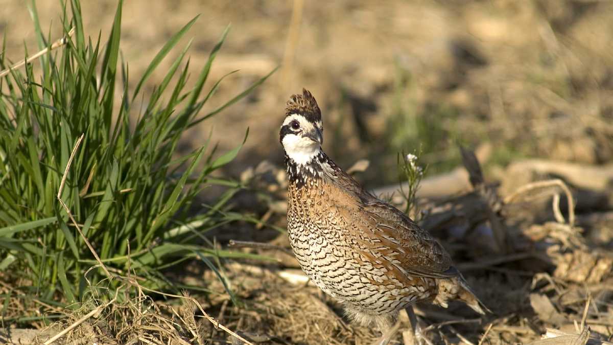 Quail population increasing across Oklahoma