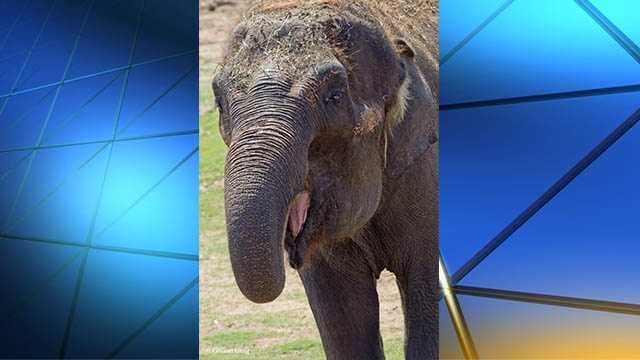 Chai the elephant dies at Oklahoma City Zoo