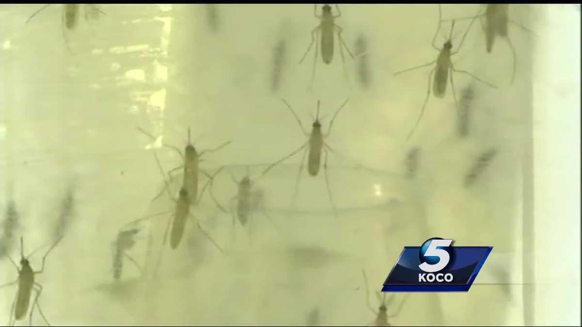 Type of mosquitoes that carry Zika found in southwest Oklahoma