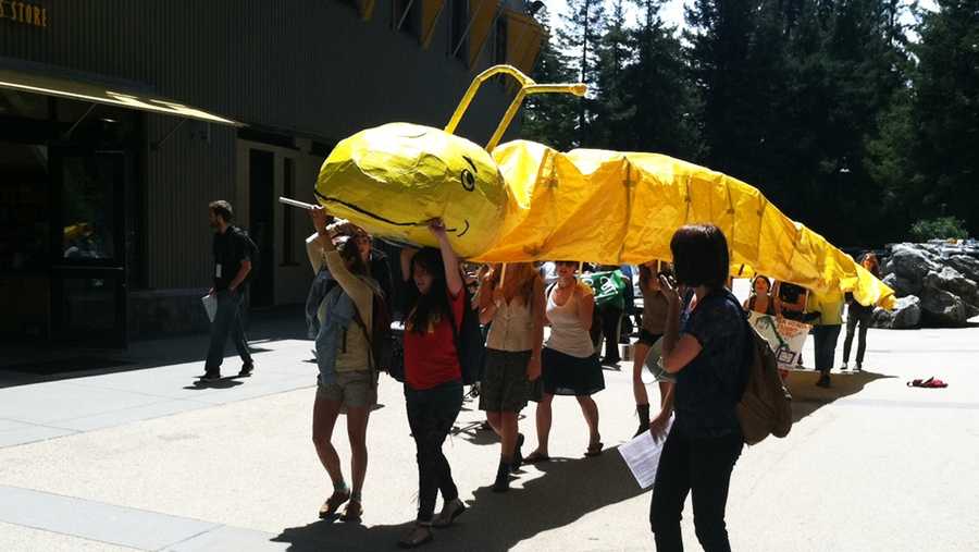 UC Santa Cruz students rally on May Day with a banana slug. (May 1, 2012)