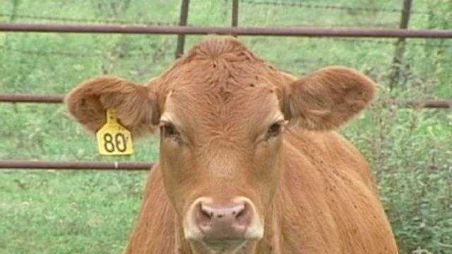 Cow. 