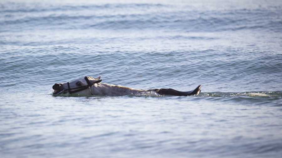 William the Arabian horse is seen swimming in the ocean.  (May 15, 2012)