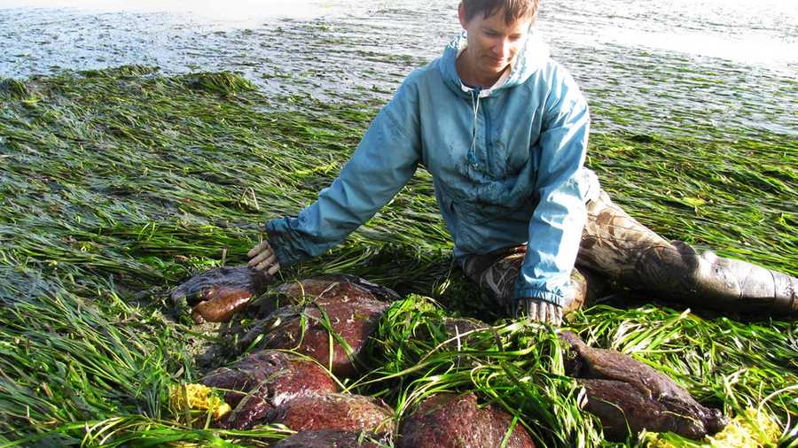 Elkhorn Slough marine researcher Kerstin Wasson poses with sea hares. (Photo by the Elkhorn Slough Foundation)