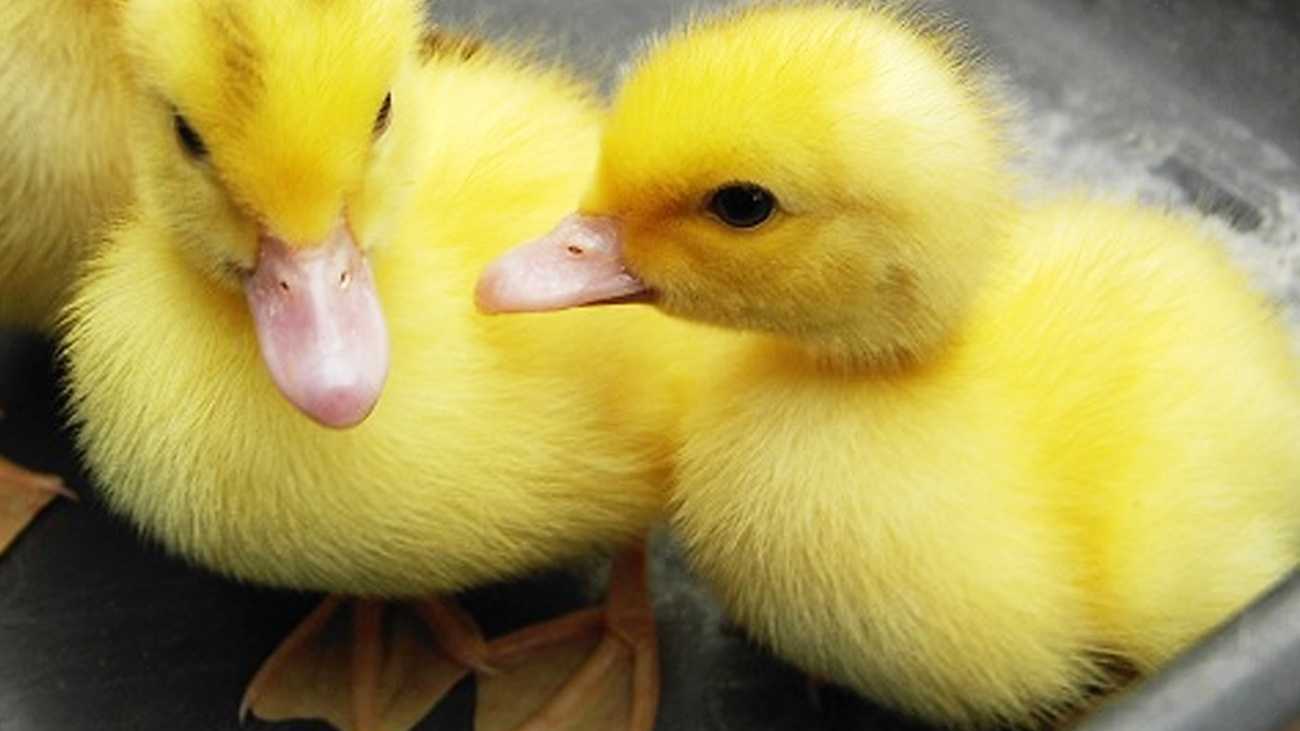 real baby ducks