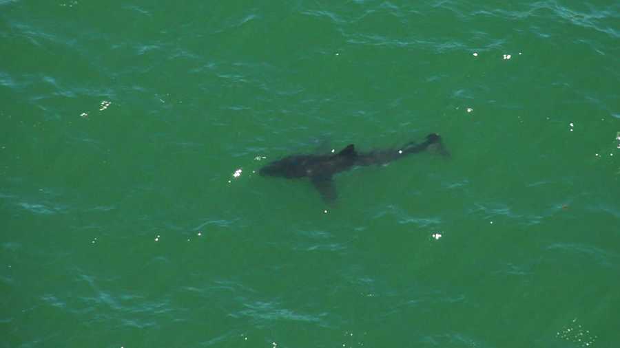 Jeremy Matthews photographed this great white shark swimming off Seascape Beach in Aptos while he was in a helicopter. (July 19, 2012)